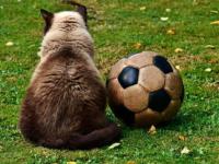 FB体育下载-拜仁轻取波尔图，范戴克补时绝平欧冠